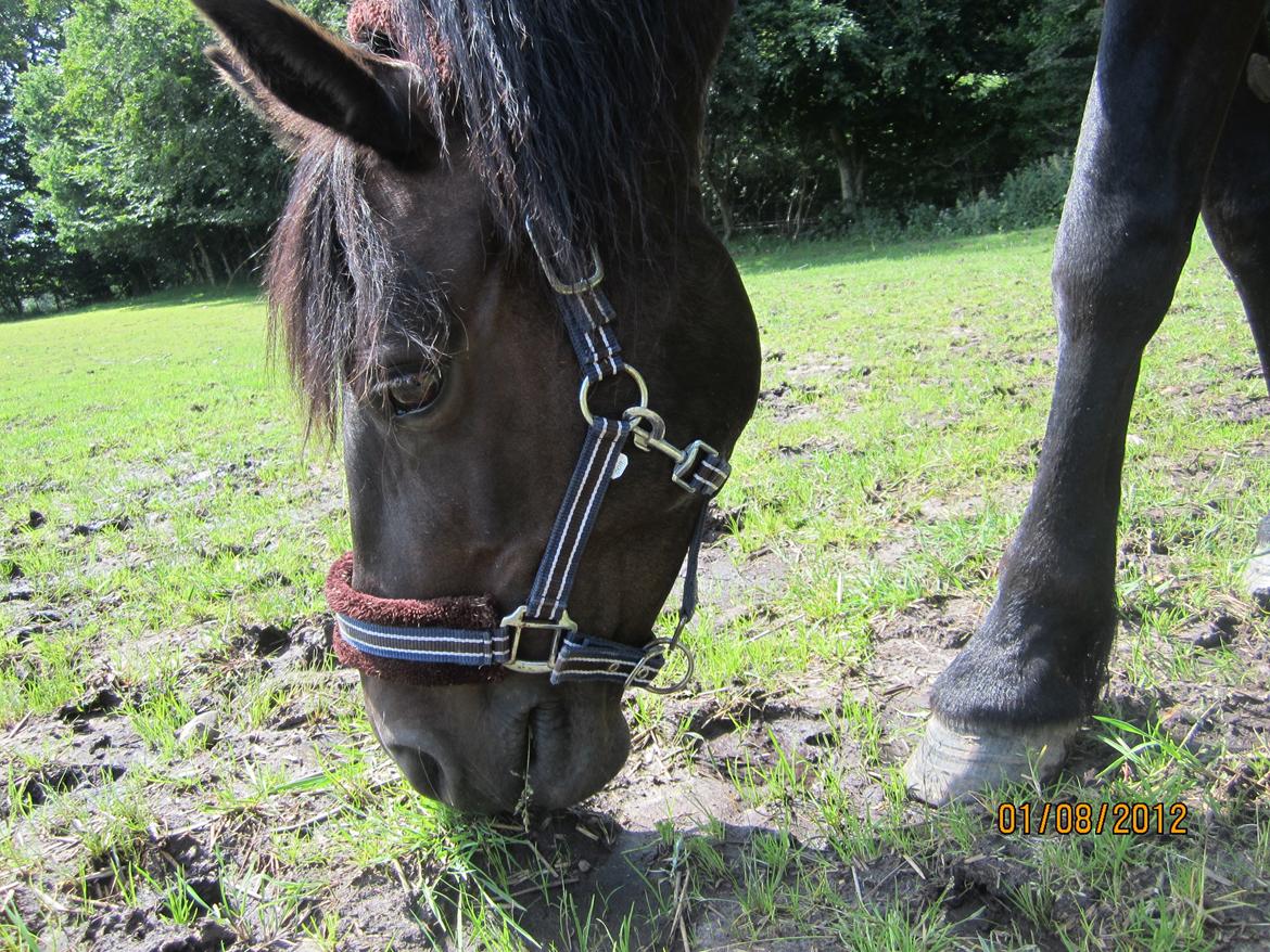 Connemara Jasmin - Jasmin spiser græs på folden:-) billede 9