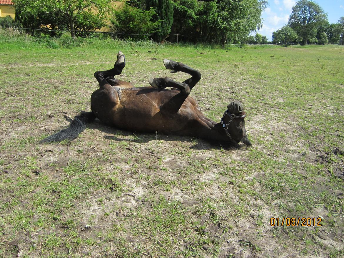 Connemara Jasmin - Jasmin ruller sig på folden(-; billede 7