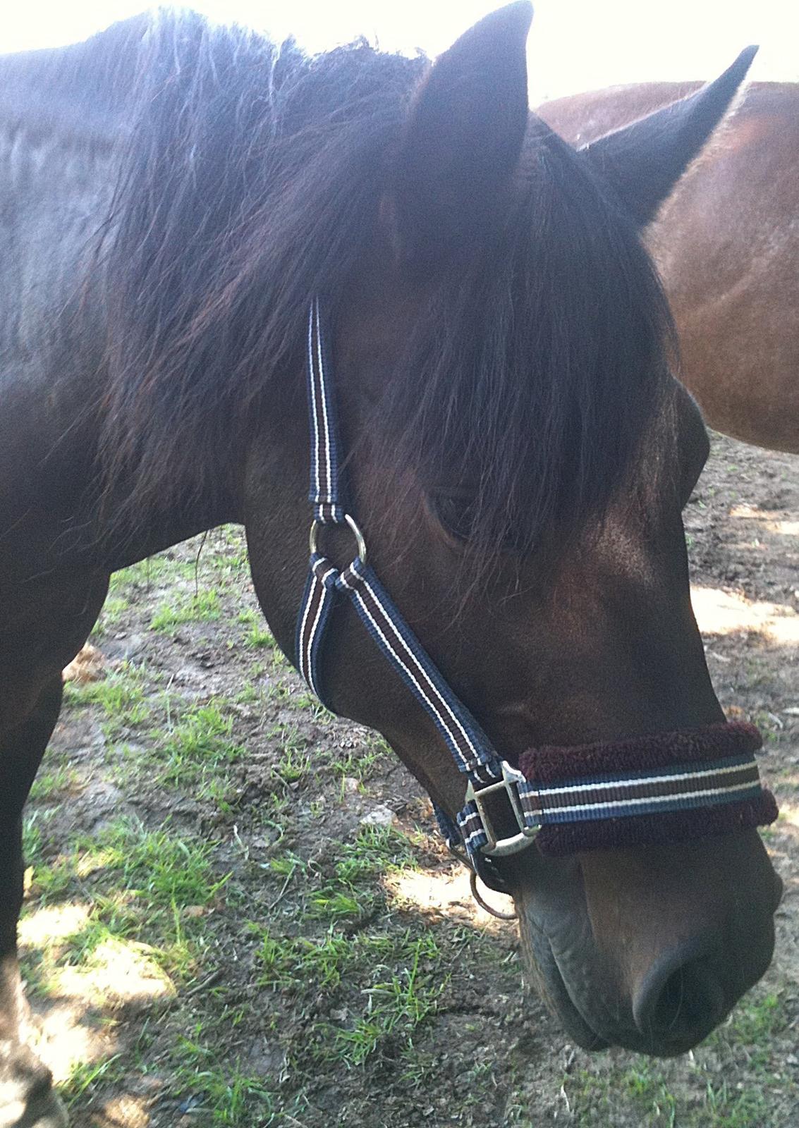 Connemara Jasmin - Smukke!:-*                          Det var Jasmins billeder, læs også gerne teksten, giv en bedømmelse og læg en kommentar!;-D billede 20