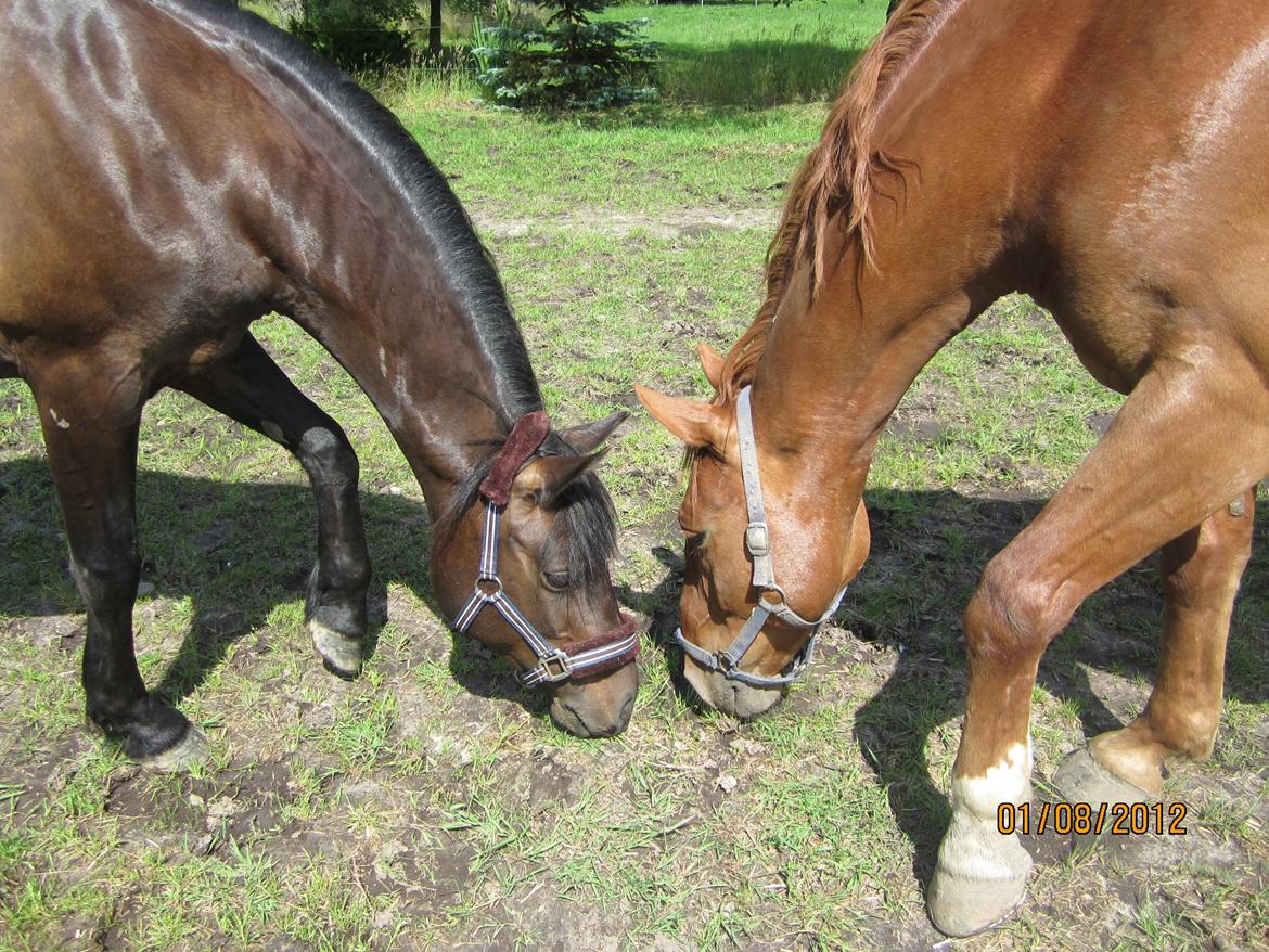 Connemara Jasmin - Jasmin og Pelé.<3 billede 14