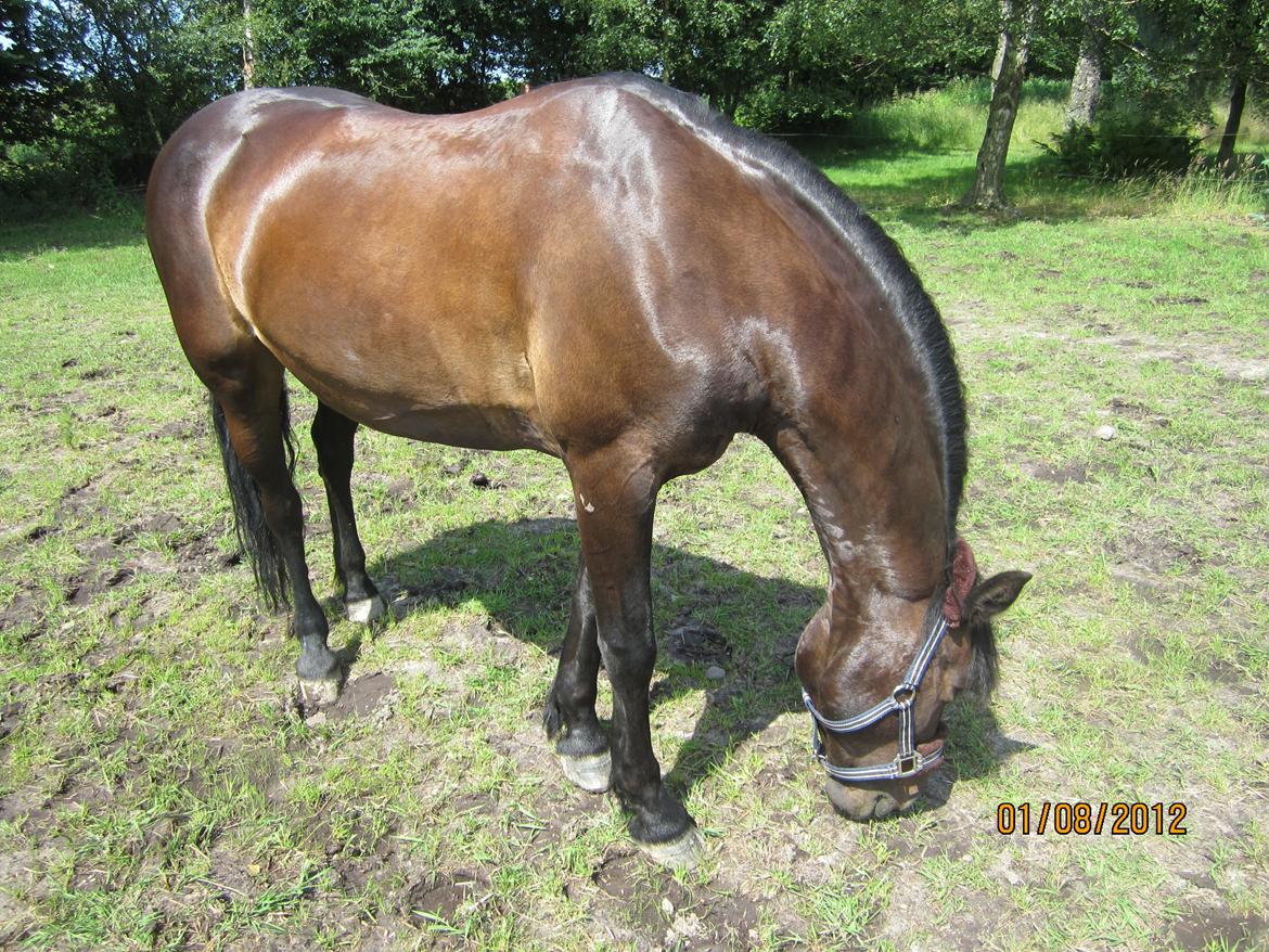 Connemara Jasmin - Jasmin i solskin, såå smuk!;-) billede 17