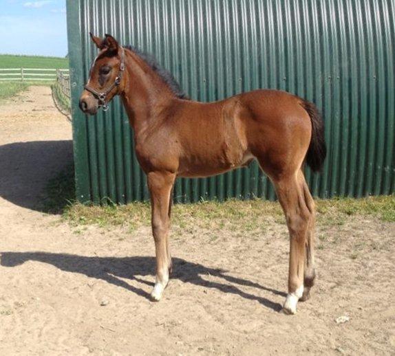 Dansk Varmblod Diego´s Diamond billede 3