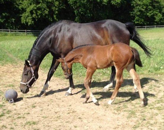 Dansk Varmblod Diego´s Diamond billede 4