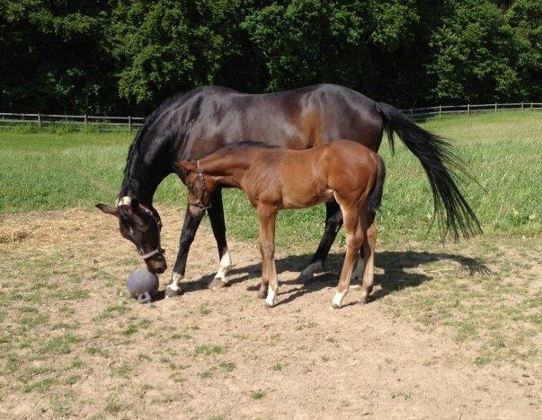 Dansk Varmblod Diego´s Diamond billede 5