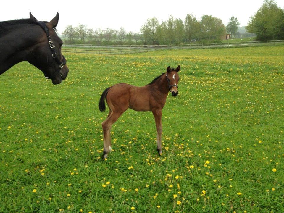 Dansk Varmblod Diego´s Diamond billede 2