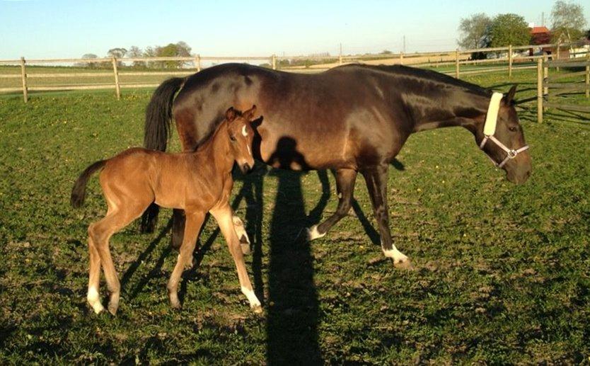 Dansk Varmblod Diego´s Diamond billede 1