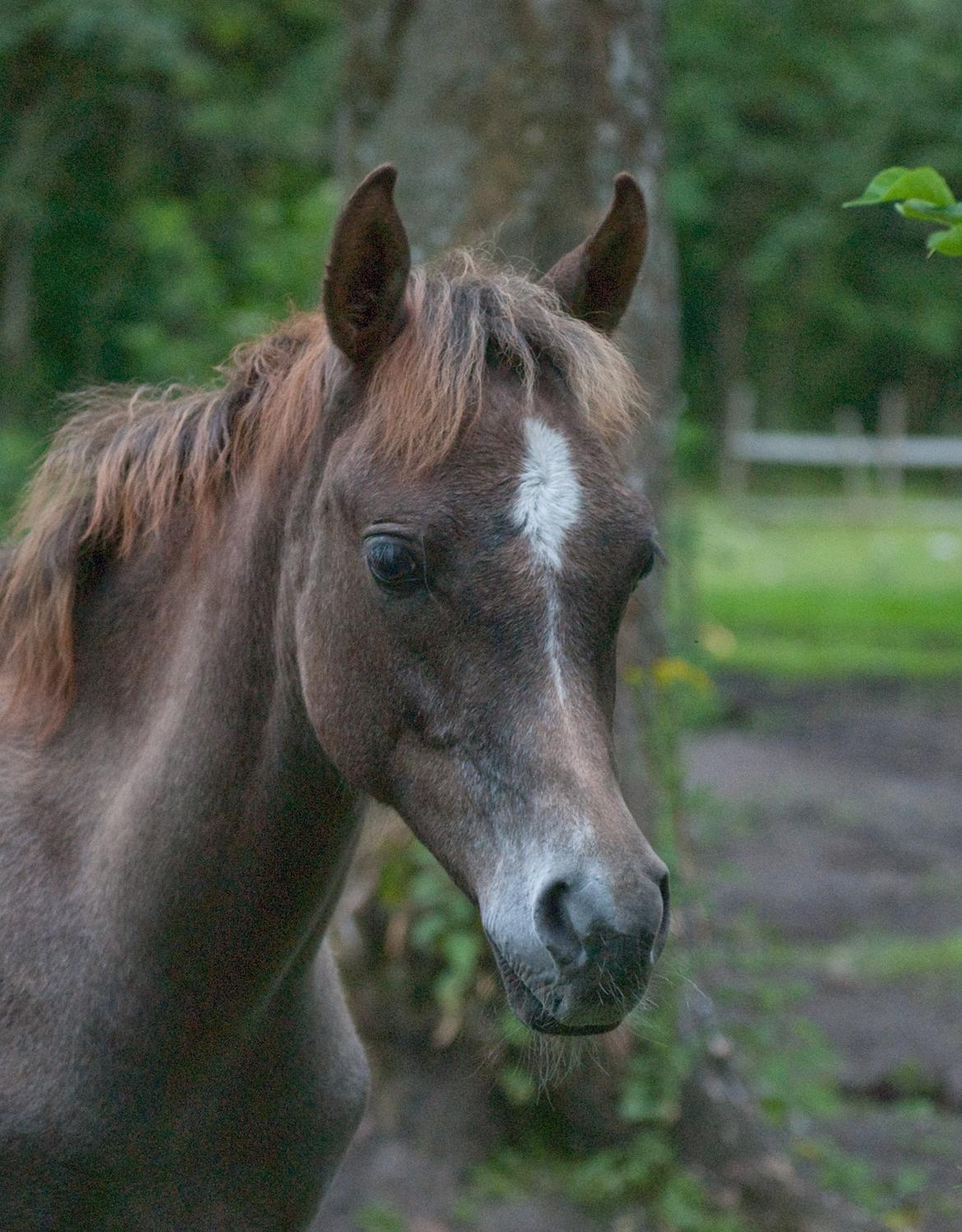 Arabisk fuldblod (OX) EA Dimetri´s Destination billede 7