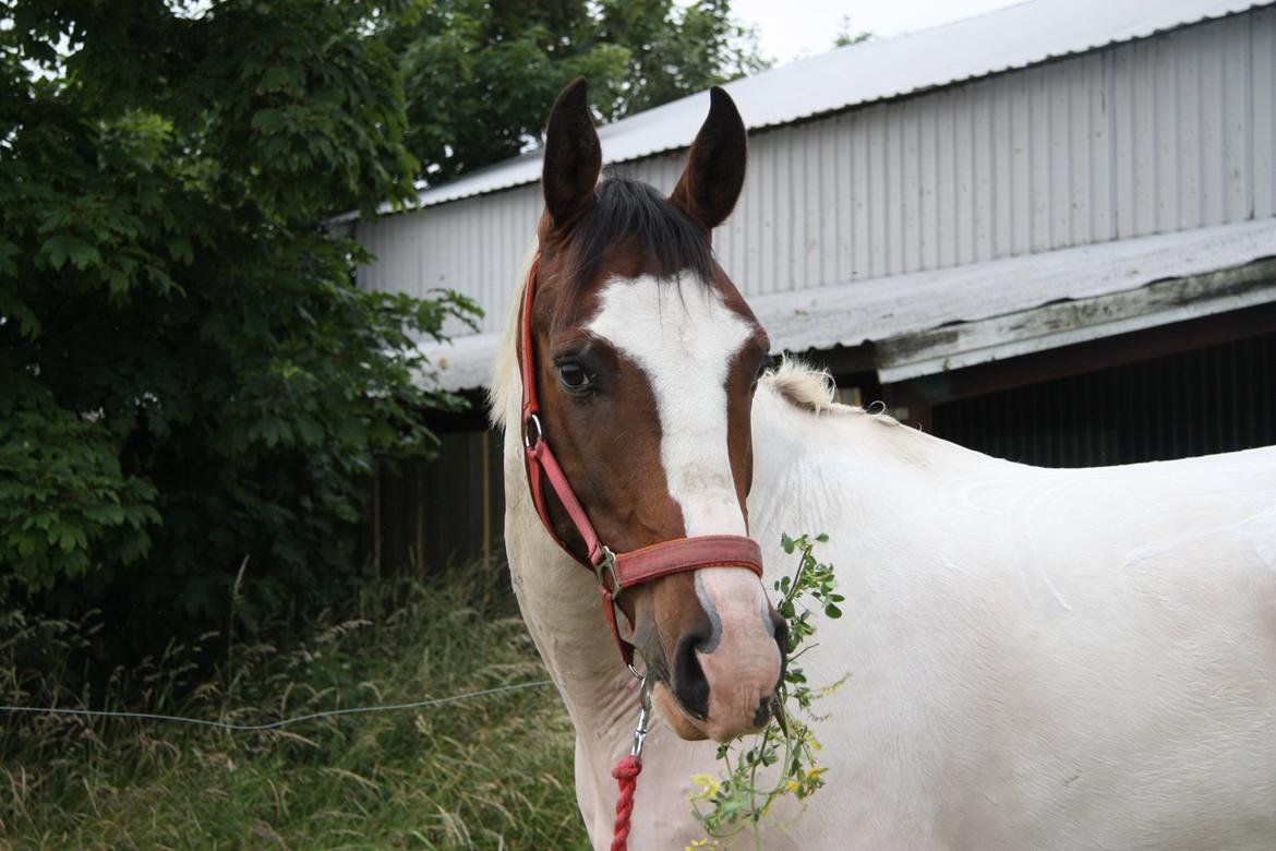 Pinto Mr. Hilton Aquador The lll - Et smukt ydre og et fantastisk INDRE!! <3
u er min stjerne!<3 billede 8