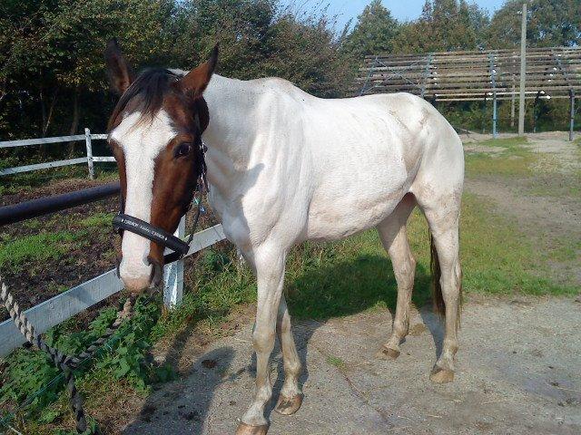 Pinto Mr. Hilton Aquador The lll - Sådan så min dreng ud da jeg fik ham :/ Sørgeligt at nogen kunne behandle dig sådan :/ 
de burde skamme sig!! billede 9