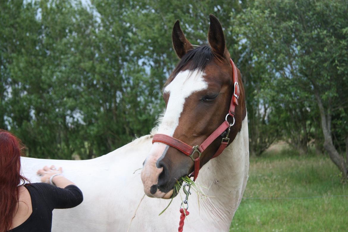 Pinto Mr. Hilton Aquador The lll - Du nyder, hvergang jeg giver dig et bad :) <3 
aldrig har du været bange for vand :) <3 billede 12