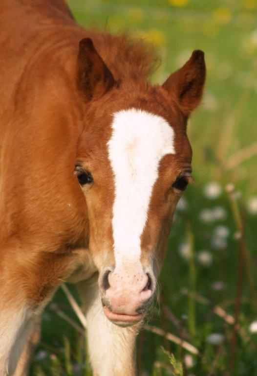 Welsh Mountain (sec A) Harvest Mr. Champ :-) billede 1