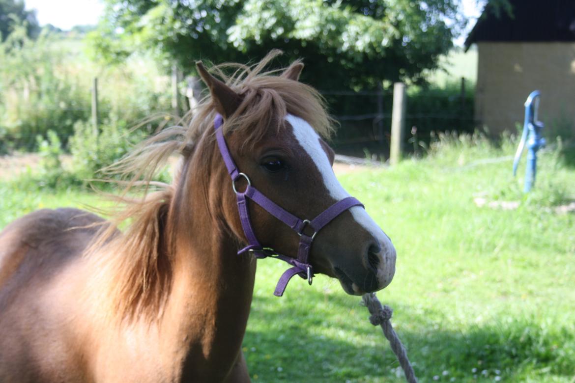 Welsh Mountain (sec A) Harvest Mr. Champ :-) billede 2