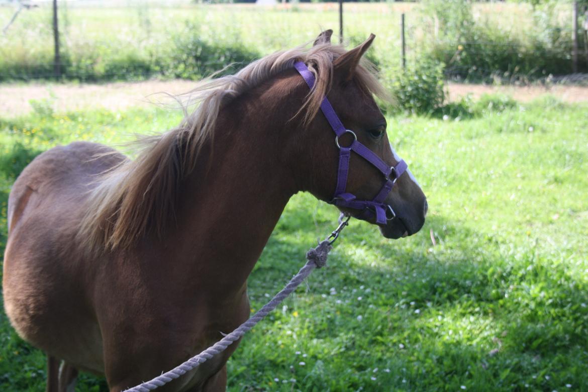 Welsh Mountain (sec A) Harvest Mr. Champ :-) billede 3