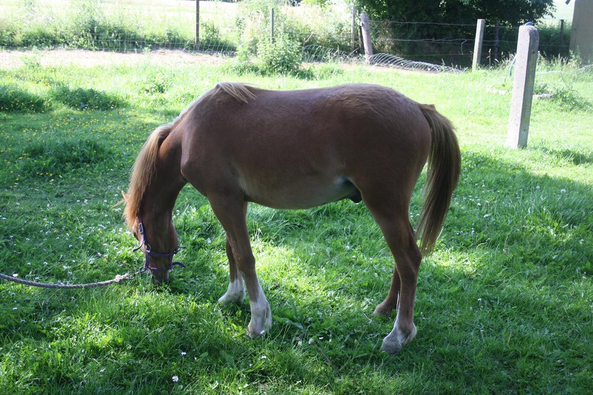 Welsh Mountain (sec A) Harvest Mr. Champ :-) billede 4