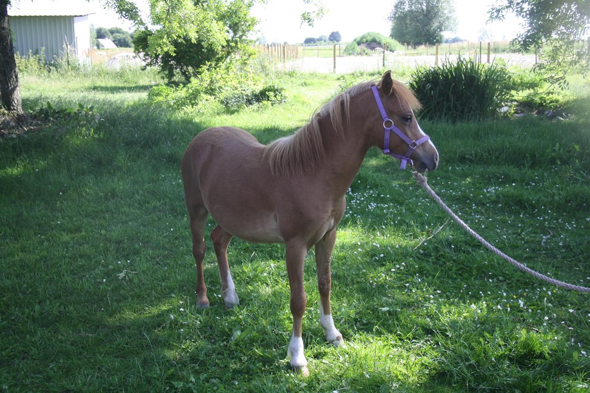 Welsh Mountain (sec A) Harvest Mr. Champ :-) billede 5