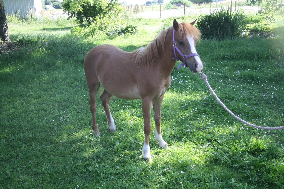 Welsh Mountain (sec A) Harvest Mr. Champ :-) billede 6