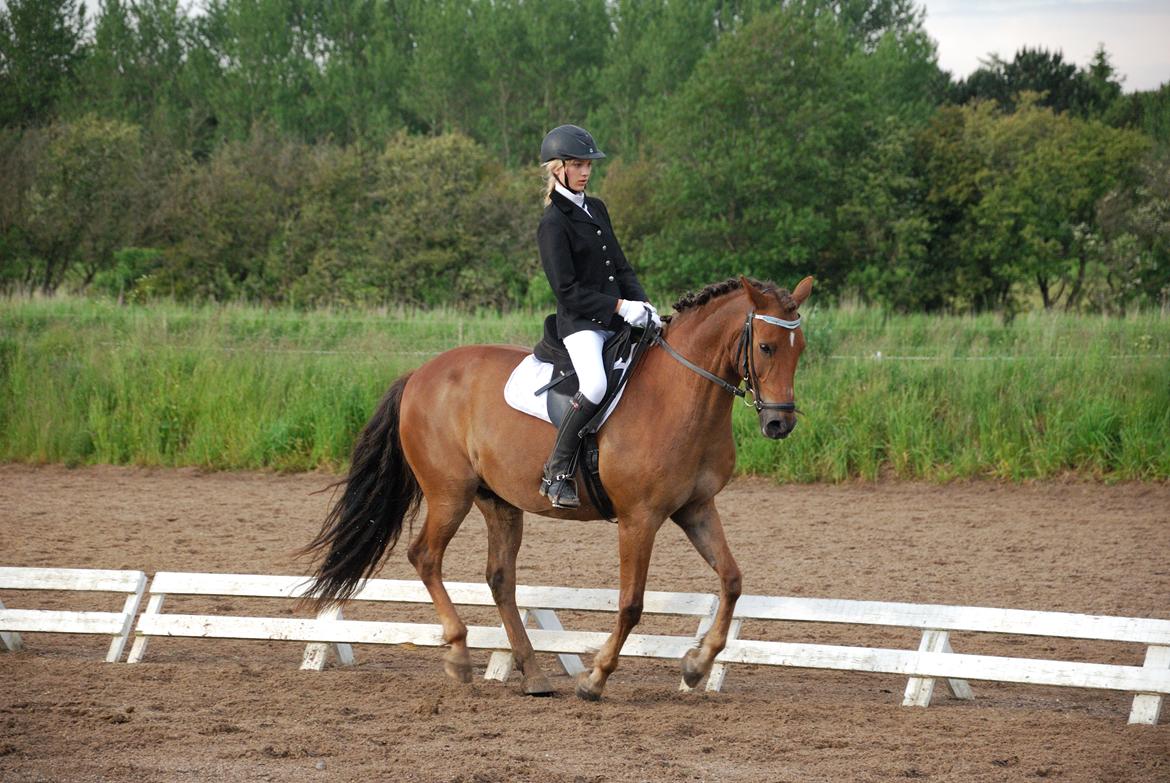 Anden særlig race Vesterleds Tobbi *Toppen af poppen* - LA1 billede 11
