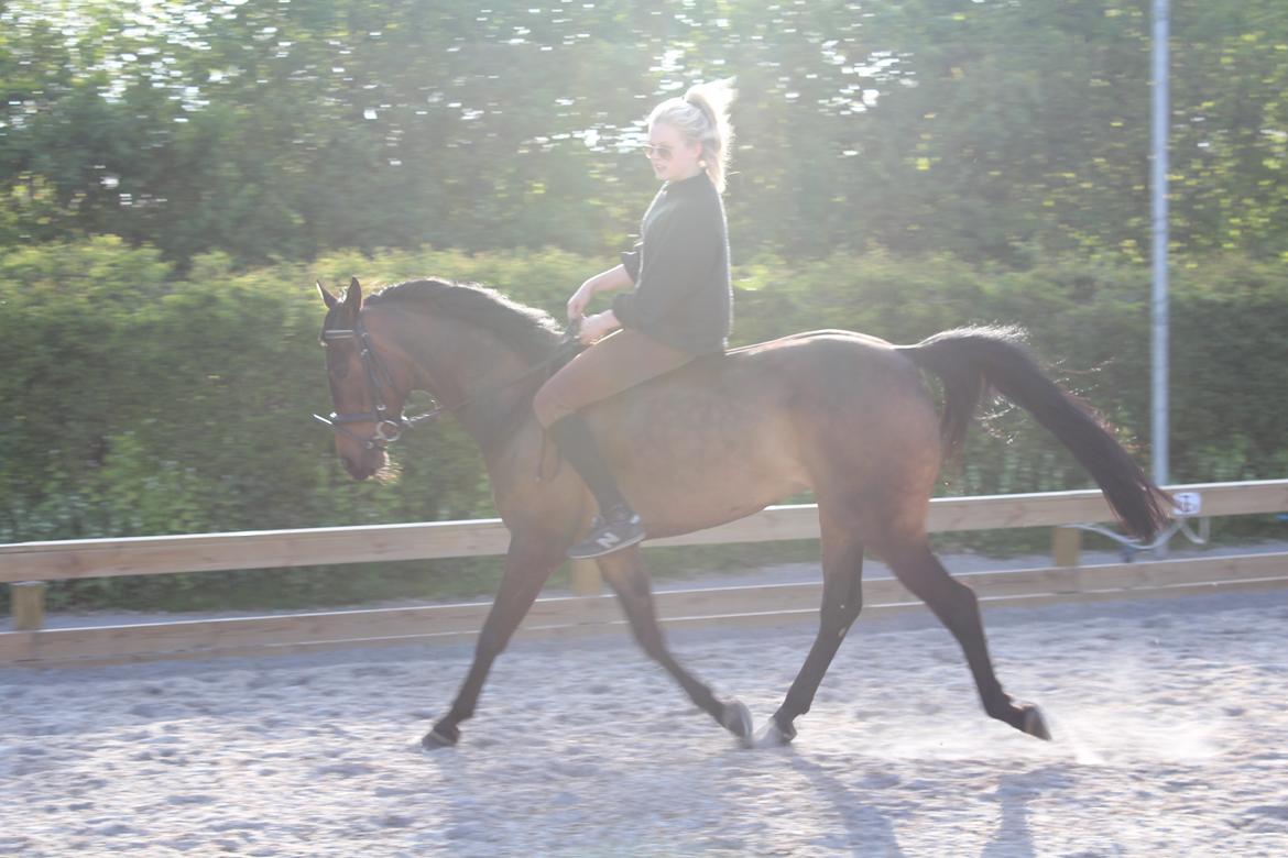 Arabisk fuldblod (OX) Fakashia Suprise billede 17