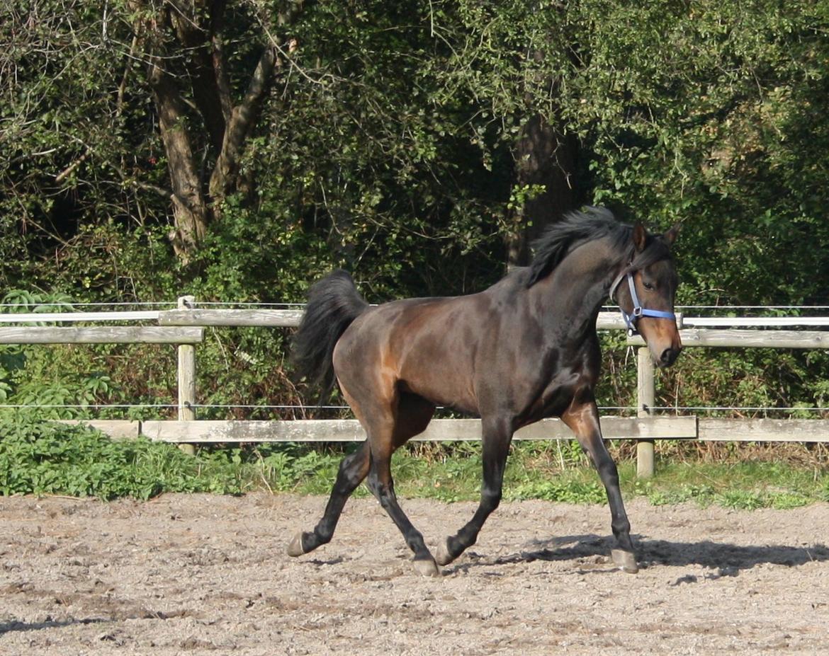 Arabisk fuldblod (OX) Fakashia Suprise billede 18