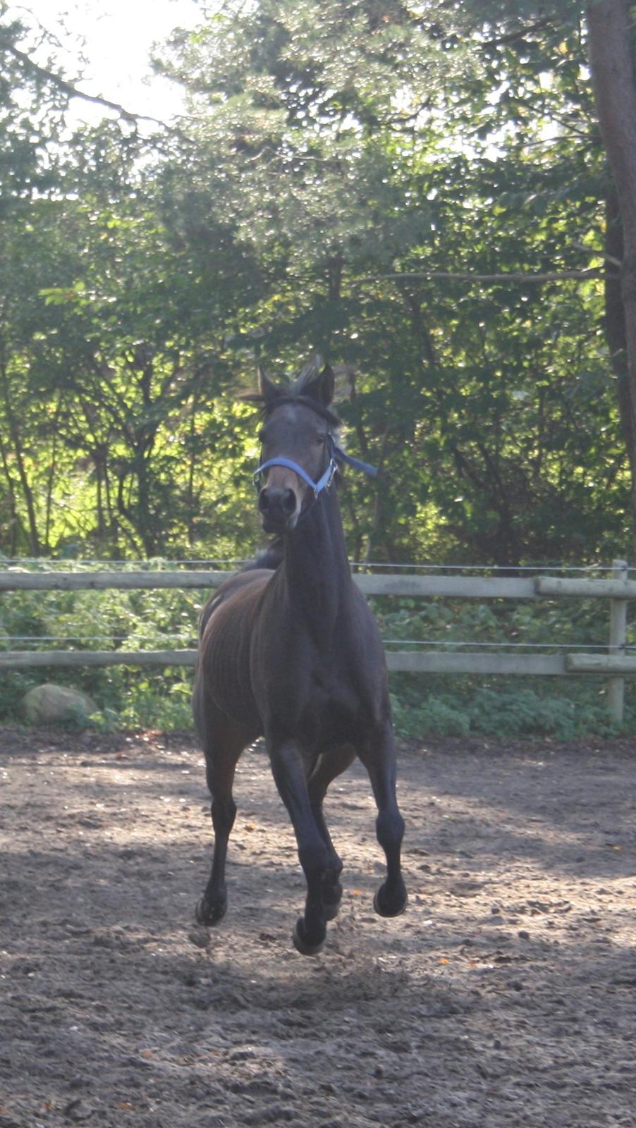 Arabisk fuldblod (OX) Fakashia Suprise billede 19