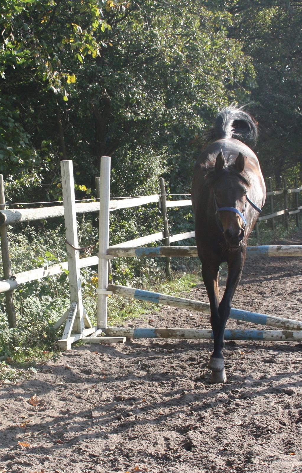 Arabisk fuldblod (OX) Fakashia Suprise billede 20