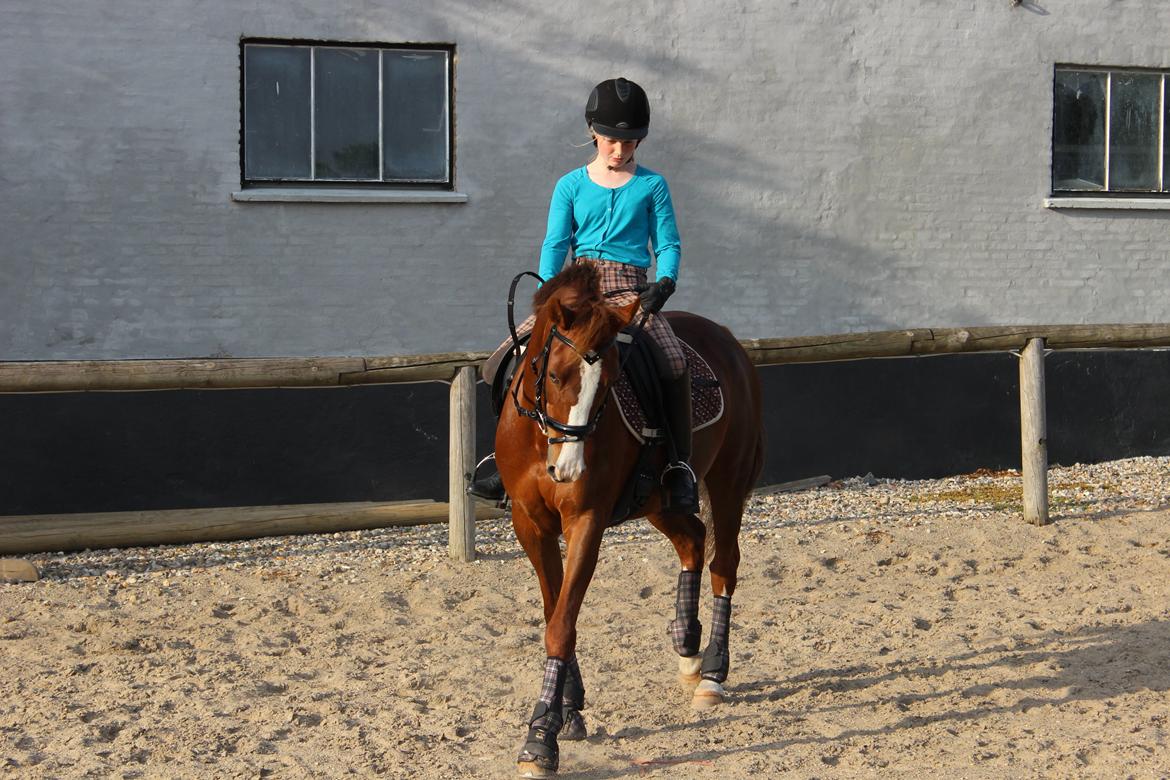 Welsh Pony af Cob-type (sec C) Rifka - Dressurtræning:) billede 15