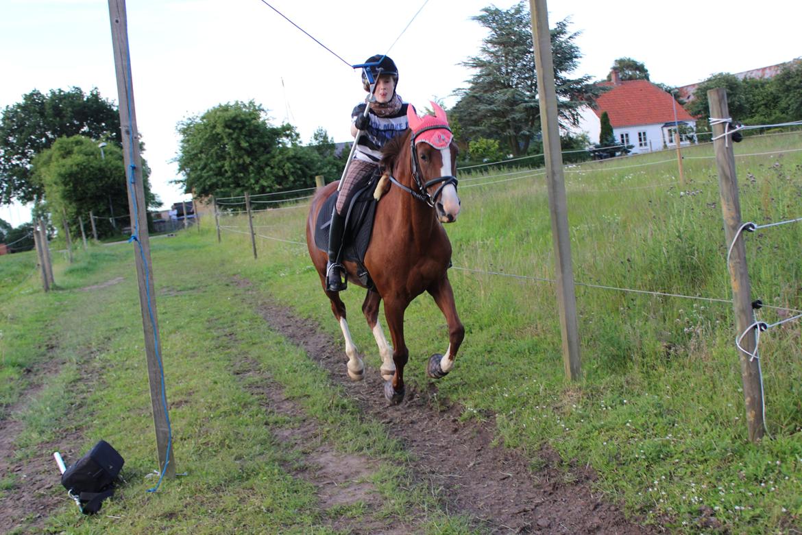 Welsh Pony af Cob-type (sec C) Rifka - Ringridning;) Yes, får ringen! :D billede 17