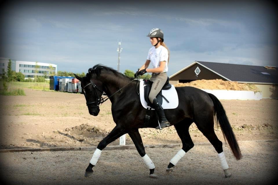 Dansk Varmblod Romero's Elektra (redet) billede 6