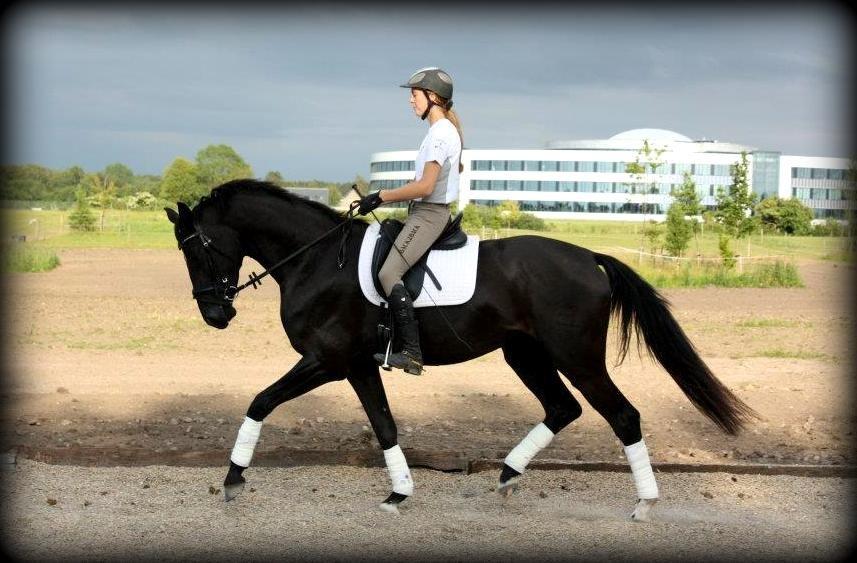 Dansk Varmblod Romero's Elektra (redet) - 2012 billede 2