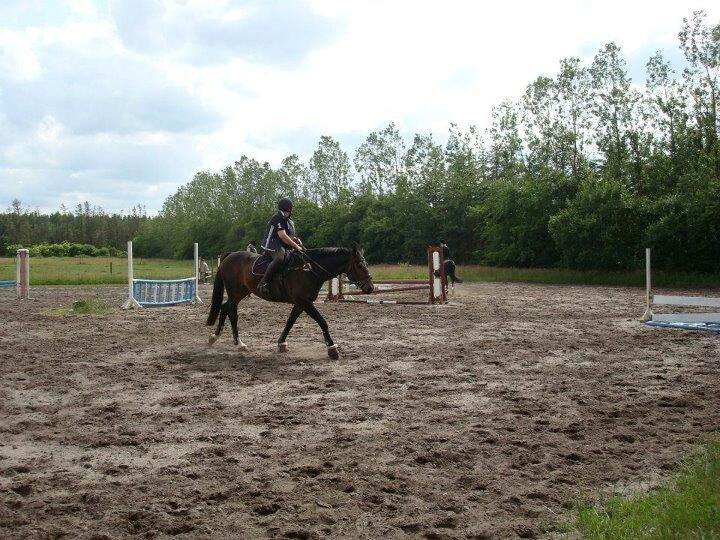 Oldenborg sentinali af danevang billede 13