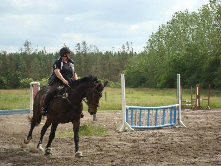 Oldenborg sentinali af danevang billede 14