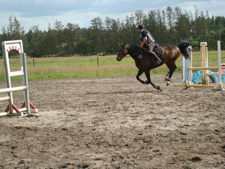 Oldenborg sentinali af danevang billede 15