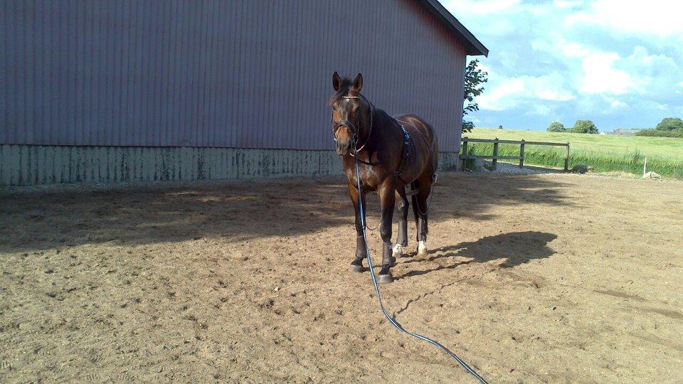 Oldenborg sentinali af danevang billede 16