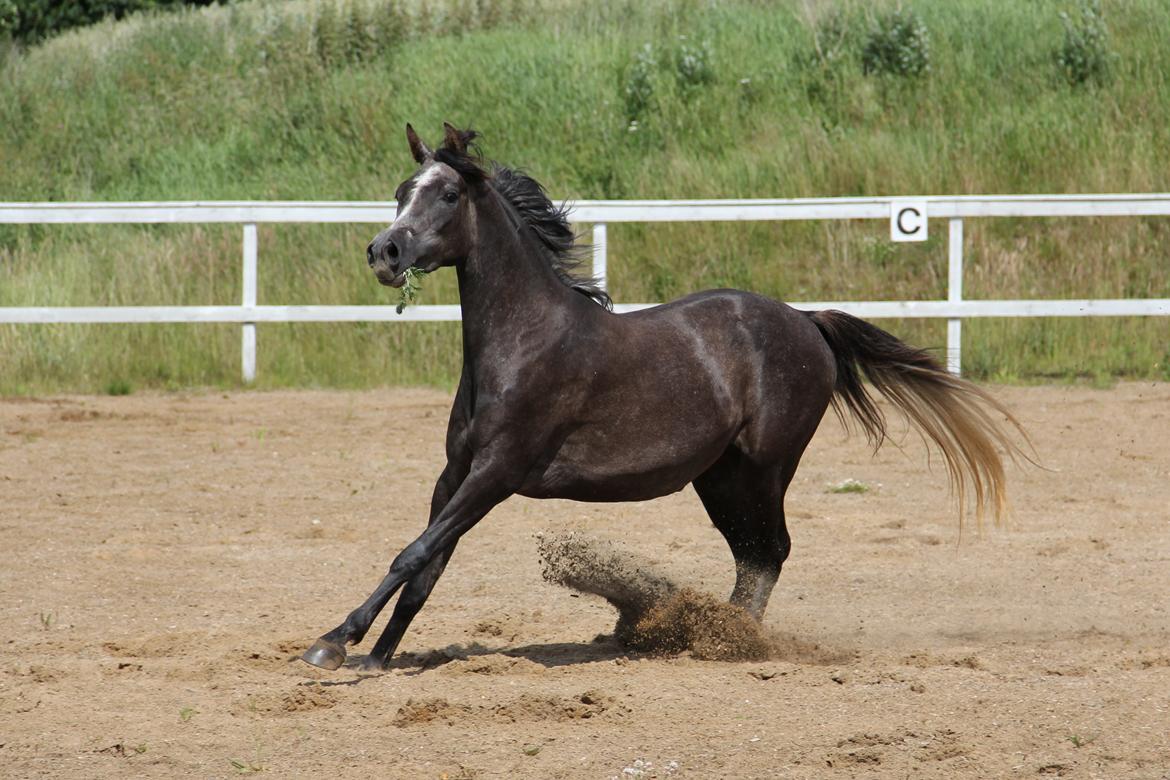 Arabisk fuldblod (OX) JB Billy Jean billede 11