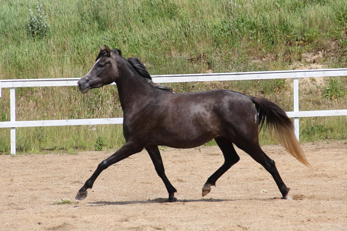 Arabisk fuldblod (OX) JB Billy Jean billede 12