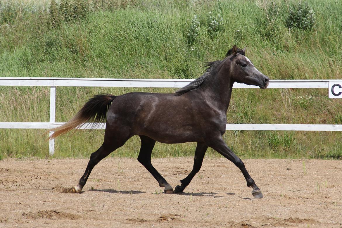 Arabisk fuldblod (OX) JB Billy Jean billede 13