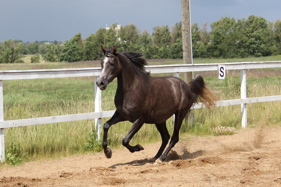 Arabisk fuldblod (OX) JB Billy Jean billede 14