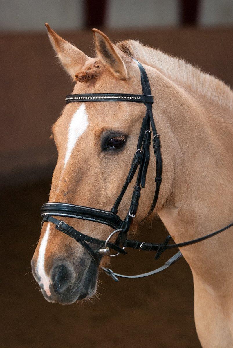Anden særlig race Bailey billede 2