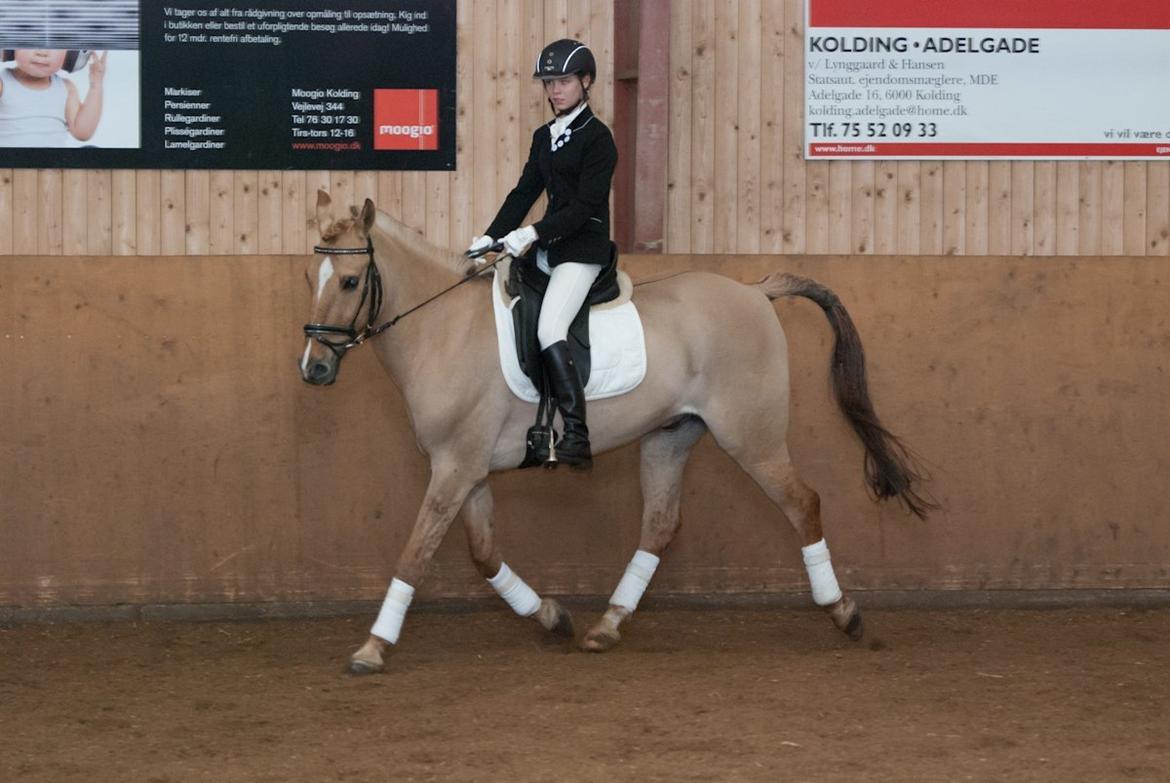 Anden særlig race Bailey billede 4