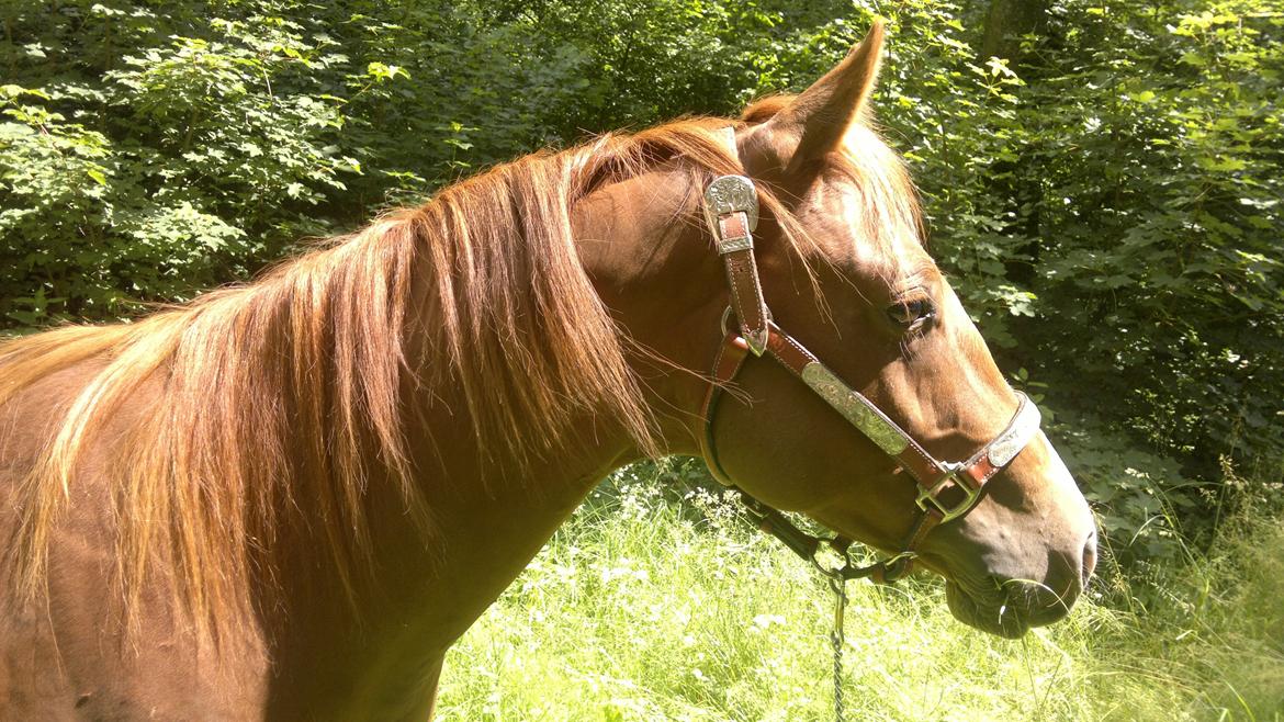 Quarter Boons Sonny Dee billede 6