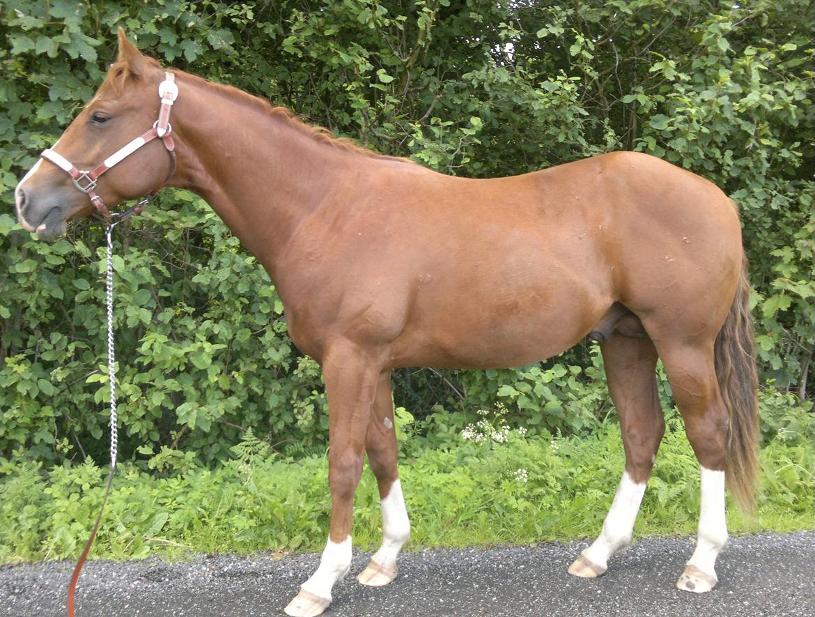 Quarter Boons Sonny Dee billede 9