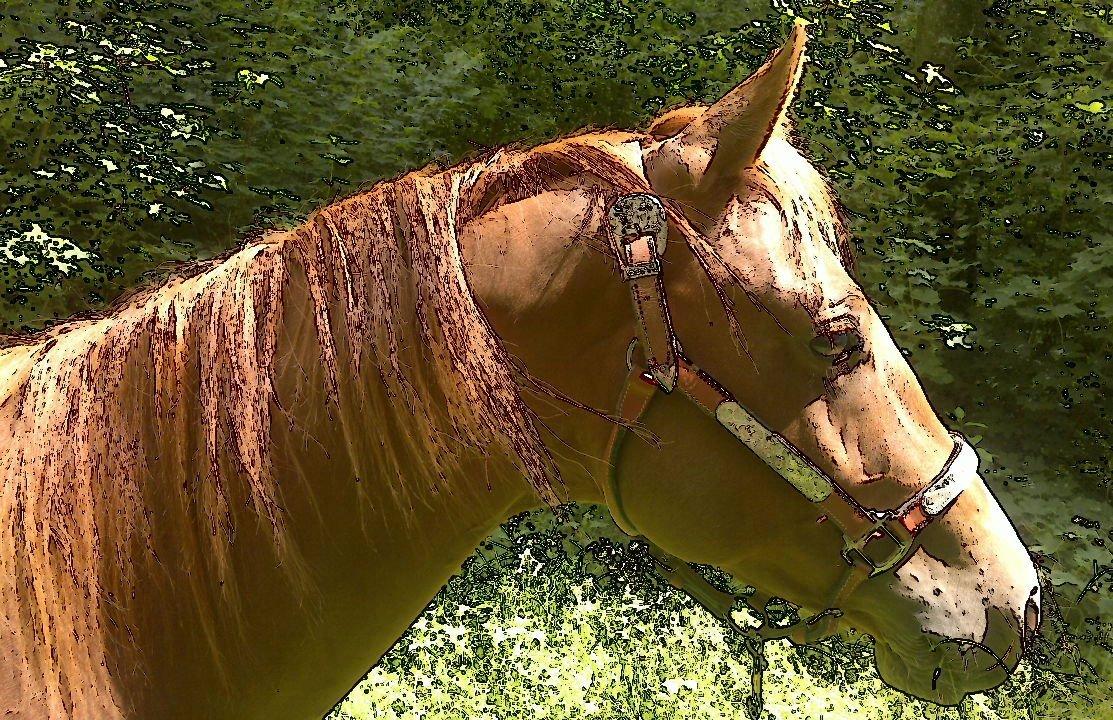 Quarter Boons Sonny Dee - Lidt leg med oliemaling effekt på mobilen billede 13