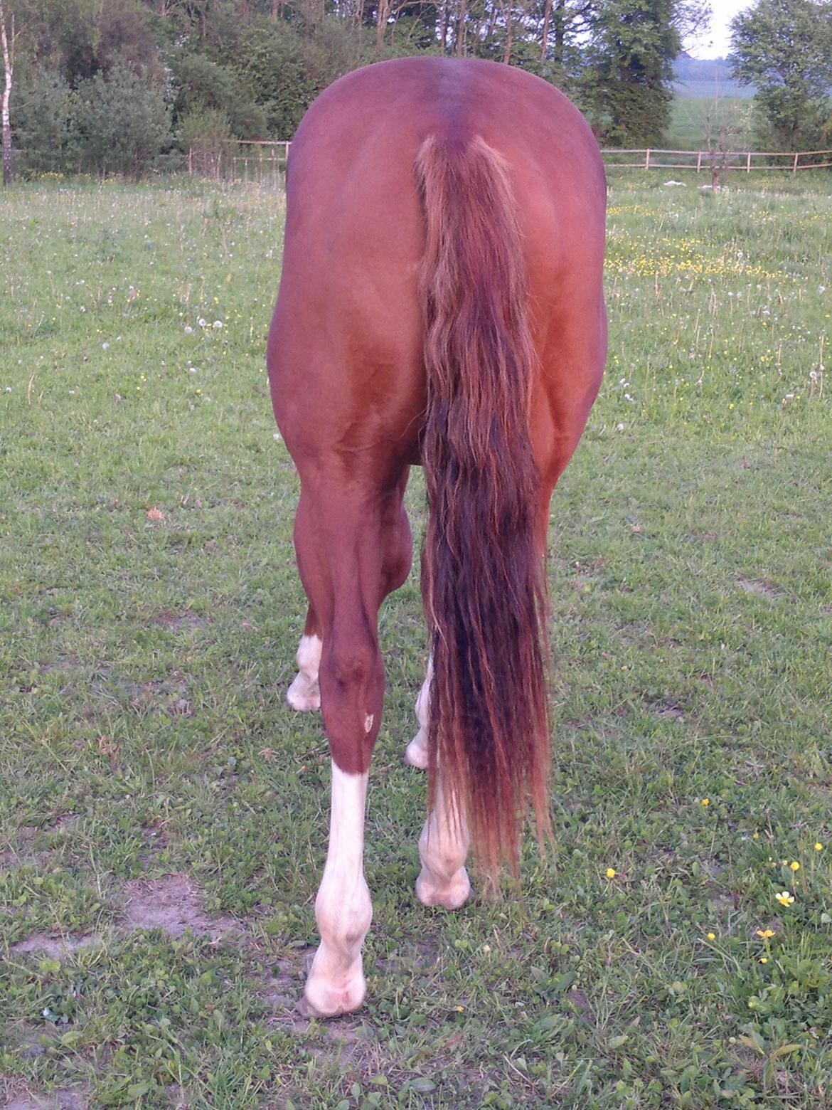 Quarter Boons Sonny Dee billede 16