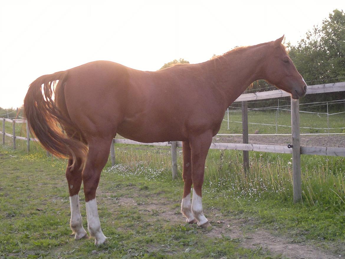 Quarter Boons Sonny Dee - Så korrekt og god muskelfylde...og jeg fylder kun 2 billede 18
