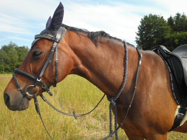 Dansk Varmblod Refsgaards Monique. RIP billede 8