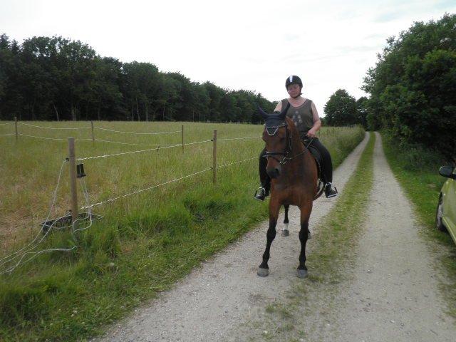 Dansk Varmblod Refsgaards Monique. RIP billede 10