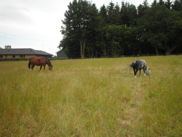 Dansk Varmblod Refsgaards Monique. RIP billede 11