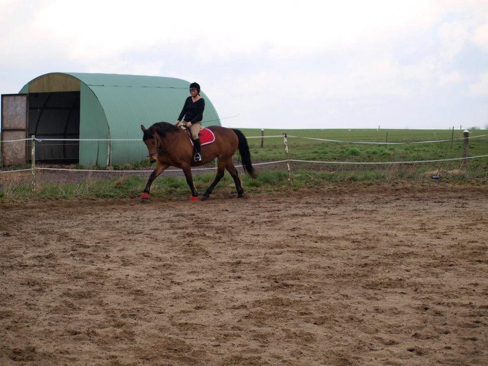 Dansk Varmblod tiffani billede 17