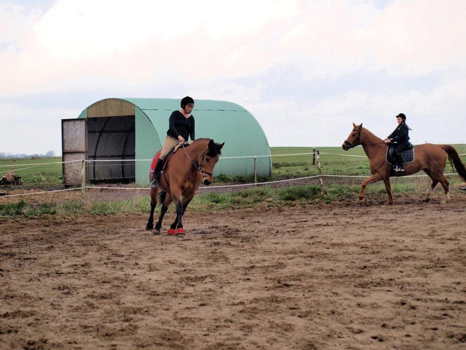 Dansk Varmblod tiffani billede 18