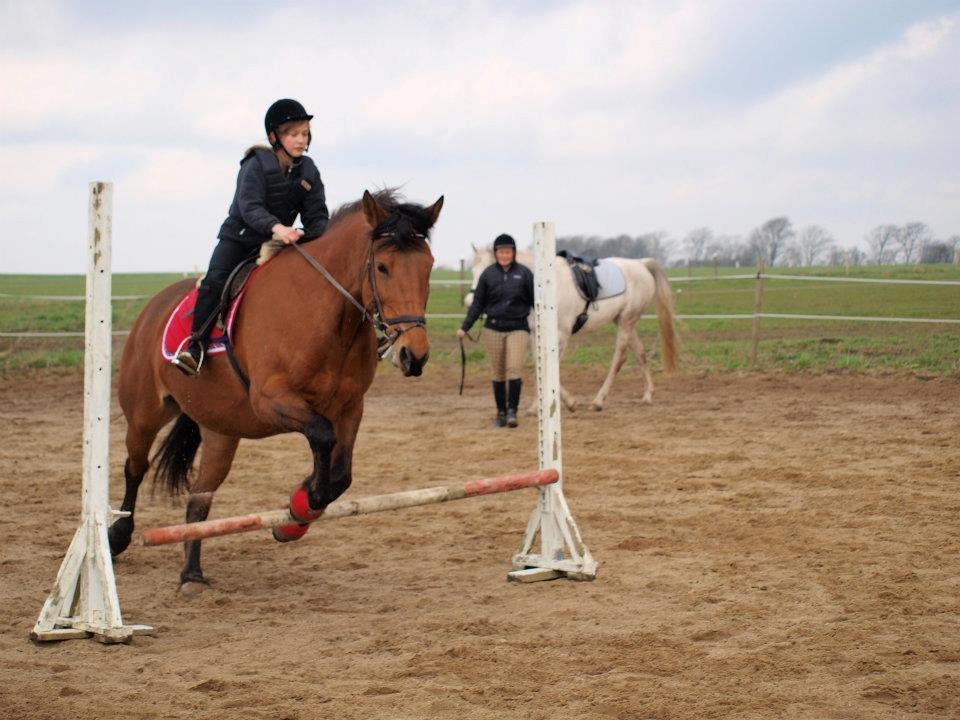 Dansk Varmblod tiffani billede 19